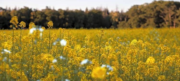 彼得斯堡外围地区(Buitenplaats Petersburg)图片