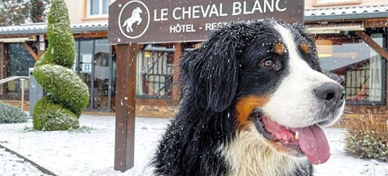 白马酒店(Le Cheval Blanc - Lac du der - Logis Hotel)图片
