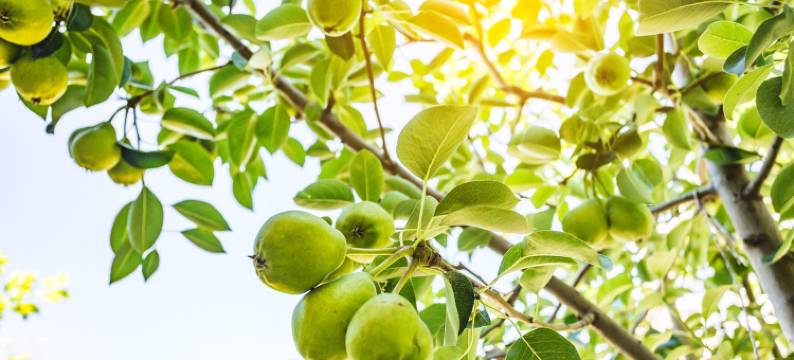 宋德宝度假别墅(银横路分店)图片