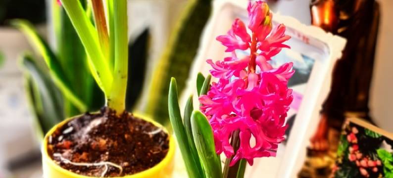 邛海湿地听涛小镇景区房民宿(海滨中路分店)图片