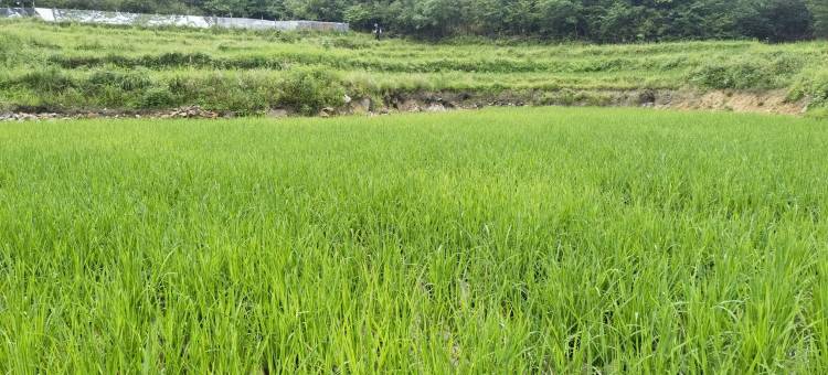 岳西凉亭民宿图片