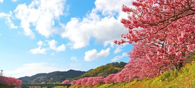 KR base别墅 伊豆白滨度假区(KR Base Villa Izu Shirahama Resort)图片