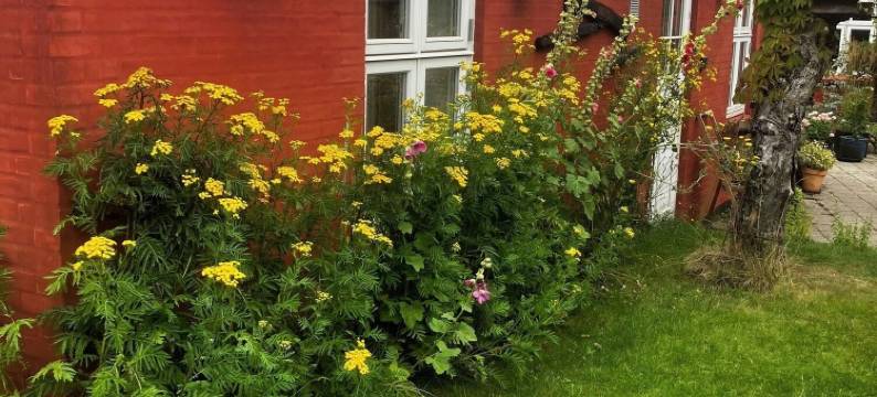 胡斯曼斯维5号(Husmandsvej 5)图片