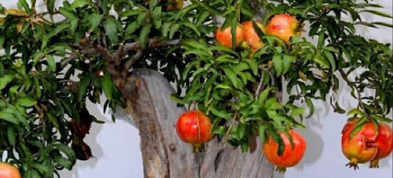 枣阳龙成宾馆(光武路店)图片