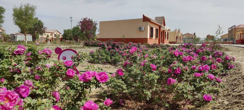 漠上花开度假别墅图片