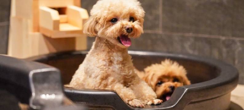 Yururi Hakone with Dogs图片