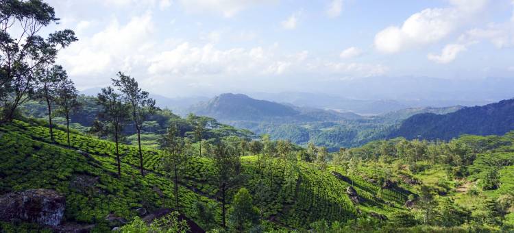 野生露营纳克尔斯(Wild Glamping Knuckles - Thema Collection)图片