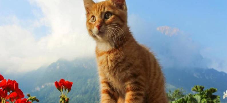 Apartment in Trans Village图片