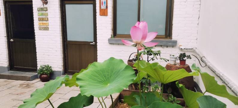 雄县梧桐树民宿(人民大街分店)图片