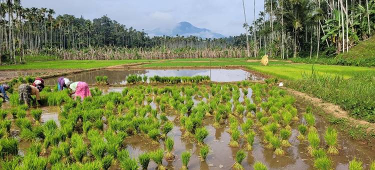 瓦亚纳德安纳特拉度假村(Ananterra Resort Wayanad)图片
