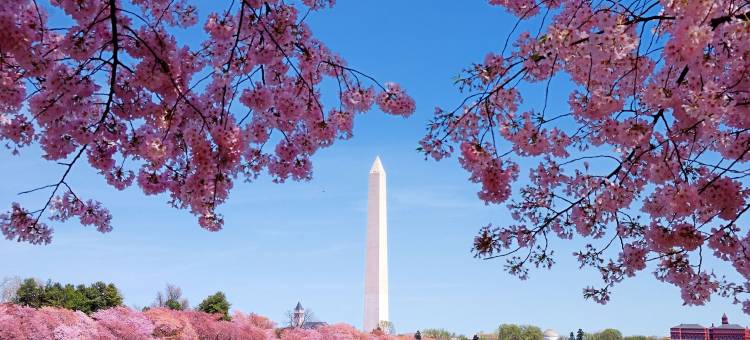 麦迪逊酒店(Le Méridien Washington, D.C., the Madison)图片
