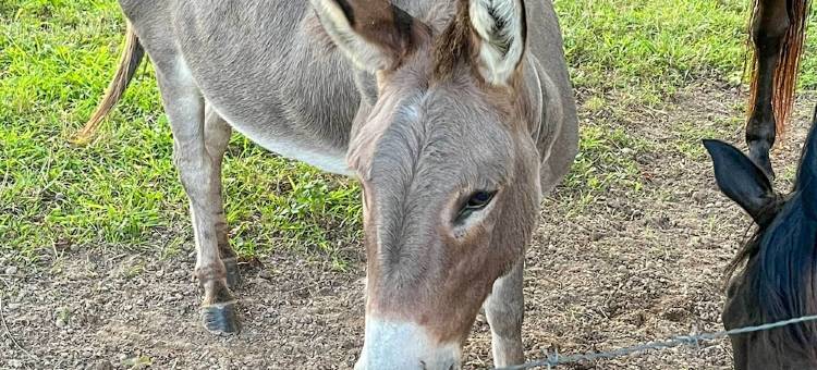 '奶奶的乡村小屋' 距离绿河10分钟！(Grannys Country Cottage 10 Mins to Green River!)图片