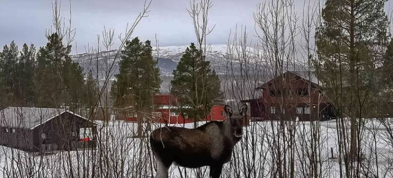 莫尔瑟尔夫森度假中心(Målselvfossen Feriesenter)图片