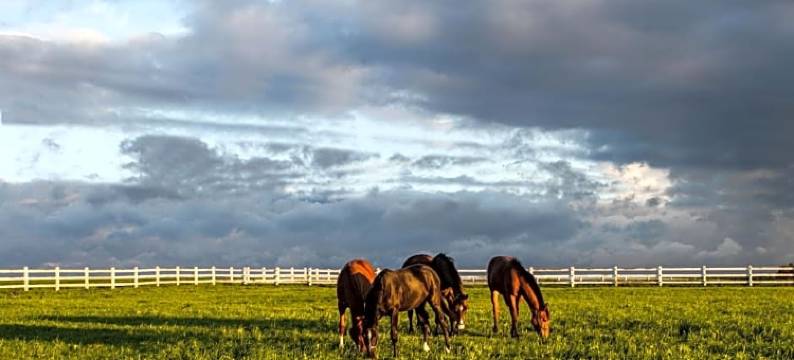 波沃索尼亚西耶柯辛科酒店(Ciekocinko Powozownia)图片