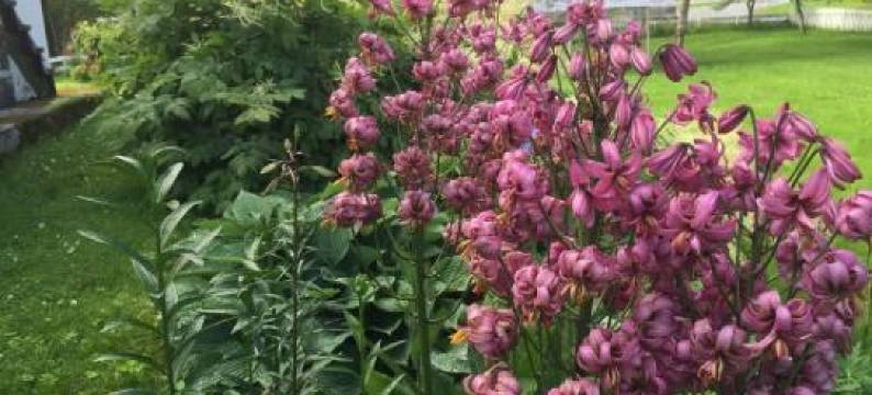 北极花园旅馆(Arctic Garden)图片