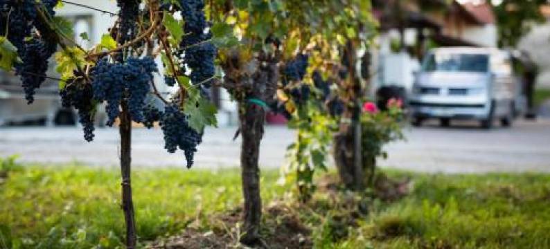 Ferjančič Estate Rooms图片