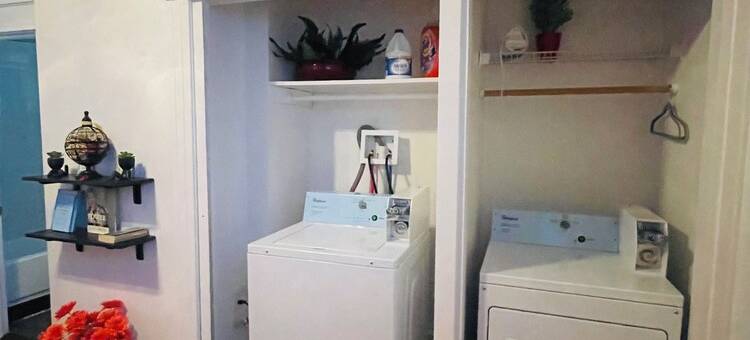 Gingers Tuscan Sunflower图片