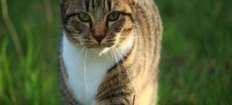 Cottage in Wine Country图片