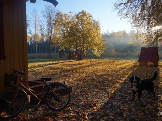 Nedsaja Metsamaja ja Saun