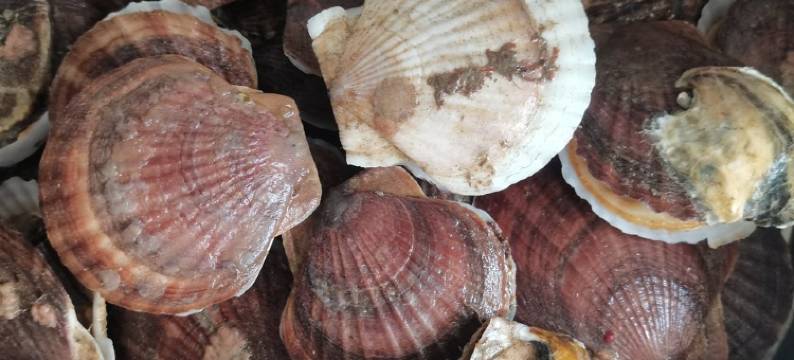 大钦岛家进渔家特色民宿图片