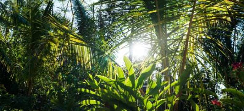 House in the Palm Forest图片