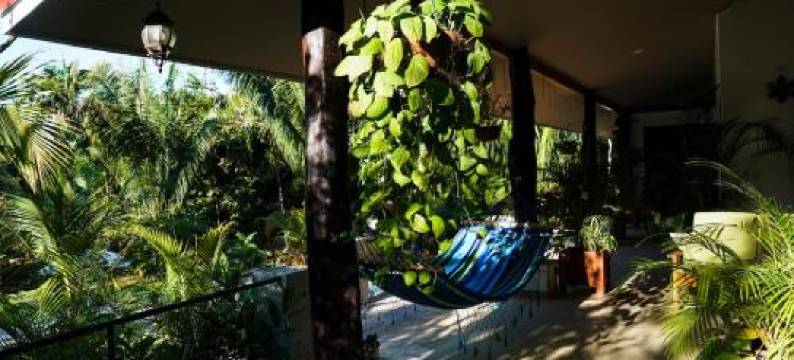 House in the Palm Forest图片