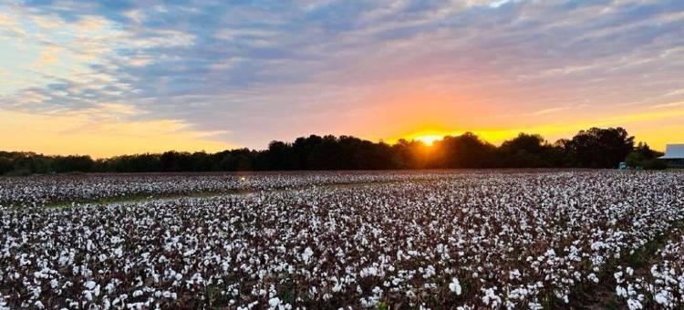 Skoolie Glamping图片