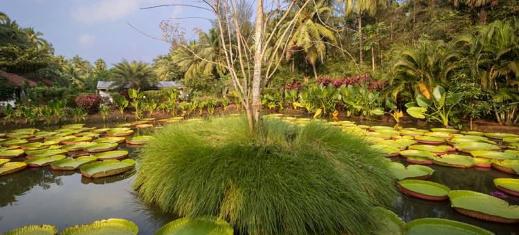 Dindi Rvr on the Godavari, A Club Mahindra Associate Resort图片