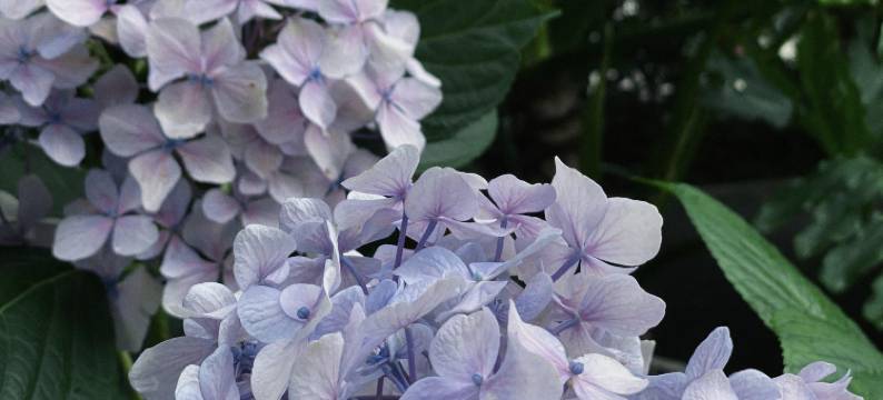 缙云小园光景民宿(仙都景区鼎湖峰店)图片