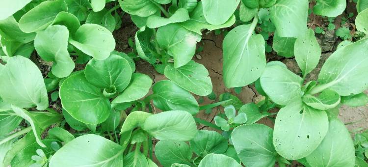 宝鸡聚客来农家院图片