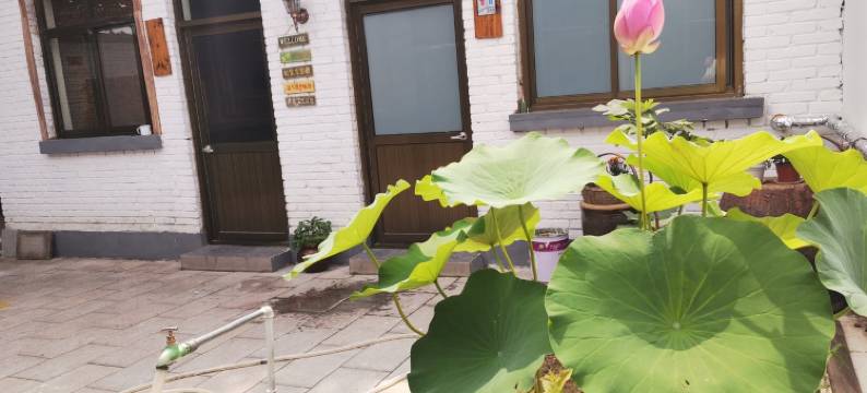 雄县梧桐树民宿(人民大街分店)图片