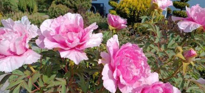 Pokoje gościnne Weronika图片