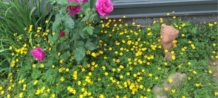 Old Age餐厅小旅馆(Petit Hotel & Restaurant Old Age)图片