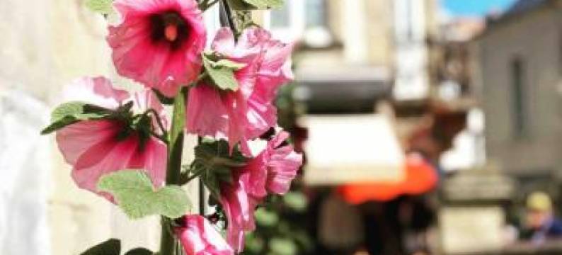 Joffre Beautiful Apartment in the City Center图片