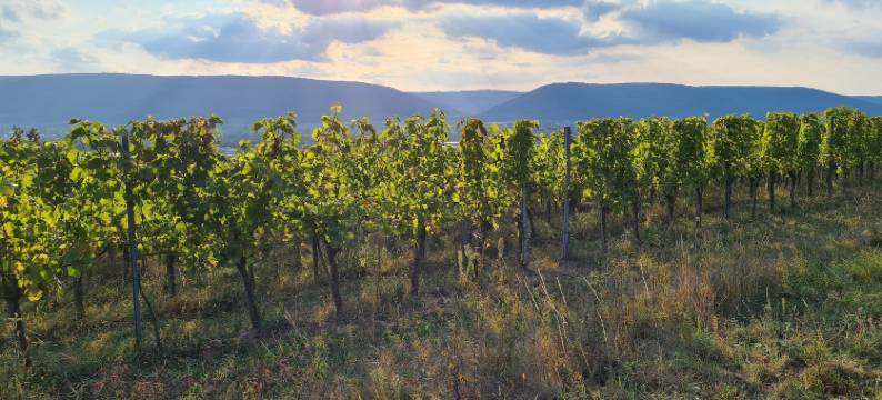 金色法斯酒店(Hotel Goldenes Fass)图片