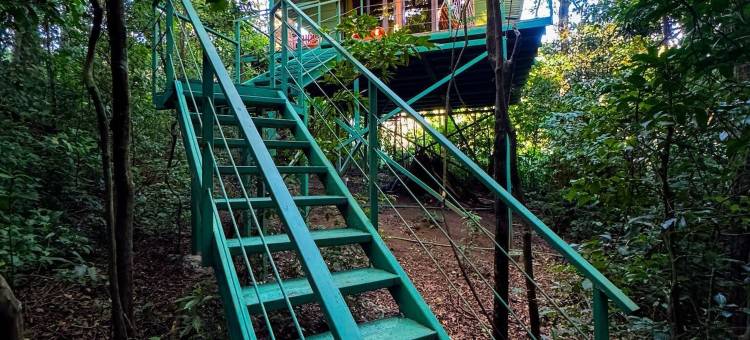 丛林生活树屋(Jungle Living Tree Houses)图片