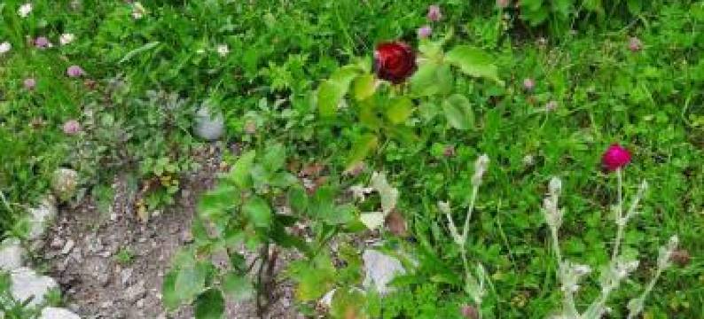 Guesthouse "MEGI"图片