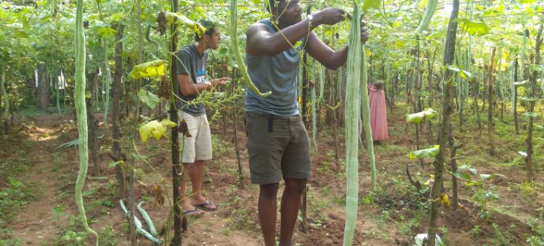 丹布拉阿拉里亚自助烹饪度假村(Araliya Self Cooking Resort Dambulla)图片