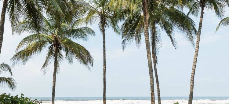 泰罗纳帐篷旅馆(Tayrona Tented Lodge)图片