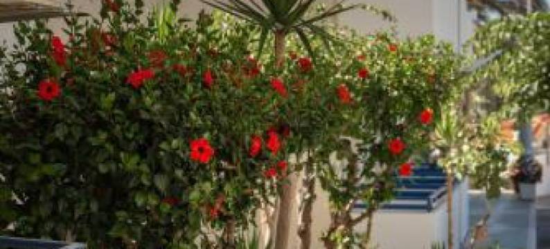 玛丽克里公寓酒店(Marie Kelly Apartments)图片