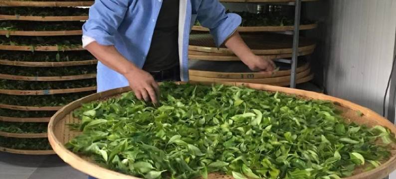 茶缘素舍客栈图片