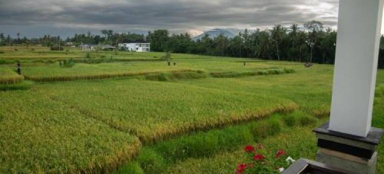 阿南迪塔别墅(Ananditha Villa Ubud Ricefield Views)图片
