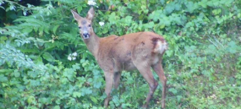 Hilltop Home with Valley View图片