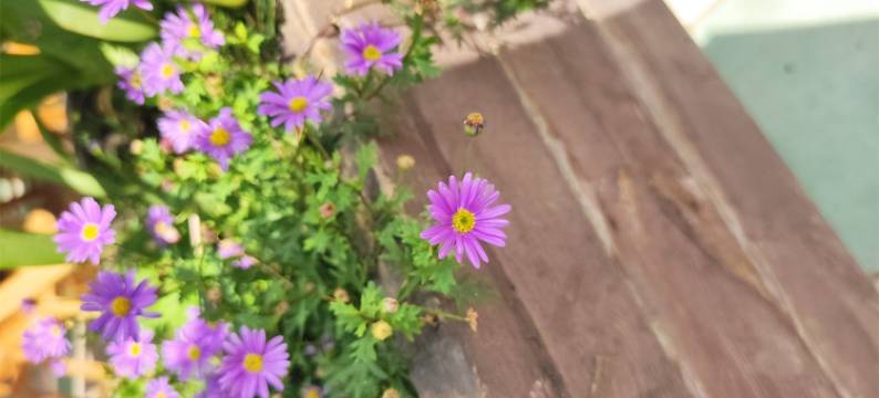 湖畔山公寓(锦湖大道分店)图片