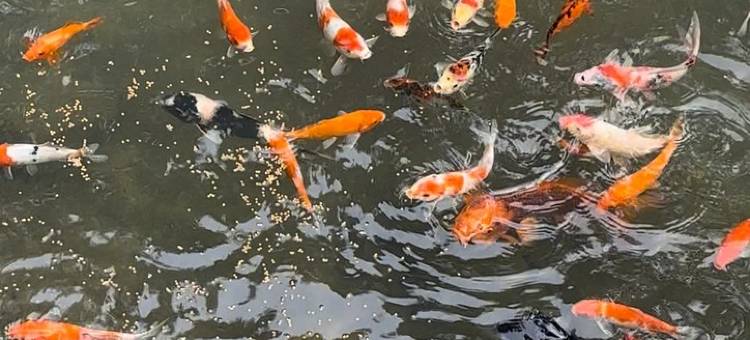 芙蓉石瀑客栈(芙梅路分店)图片