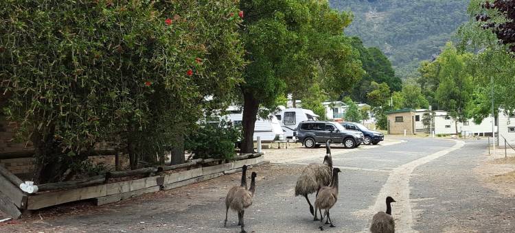 微风假日公园 - 霍尔斯山谷营地(Breeze Holiday Parks - Halls Gap)图片