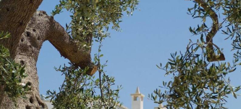 美憬阁波利尼亚诺波尔格毕安克水疗度假村(Borgobianco Resort & Spa Polignano - MGallery)图片