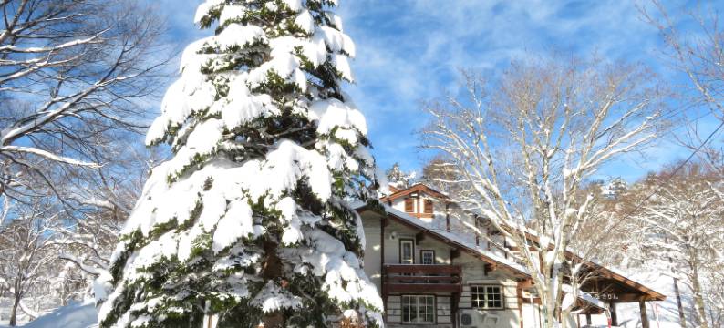 花麒麟(Hanakirin)图片