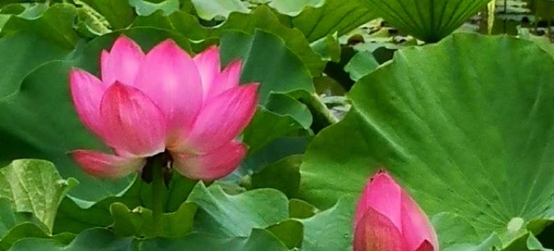 森林公园内林海情深大三居公寓(紫荆花路分店)图片