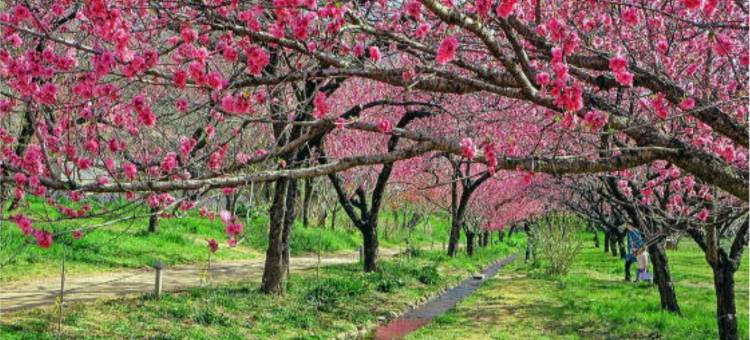 古河中央酒店(Koga Central Hotel)图片